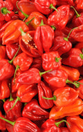 Piment Antillais | 25 Graines | Fort Arôme Fruité Tropical Extrême