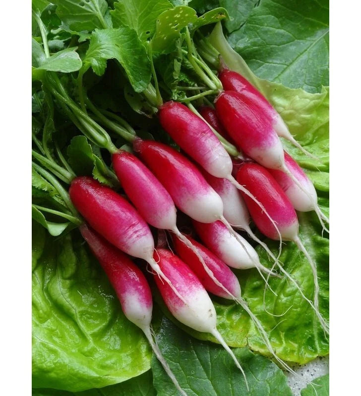 400 Graines RADIS DE 18 JOURS Demi-Longs Croissance Ultra-Rapide Saveur Douce