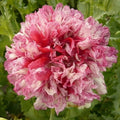 Pavot Pivoine Flemish Antique | 250 Graines | Fleurs Doubles Bicolores Spectacul