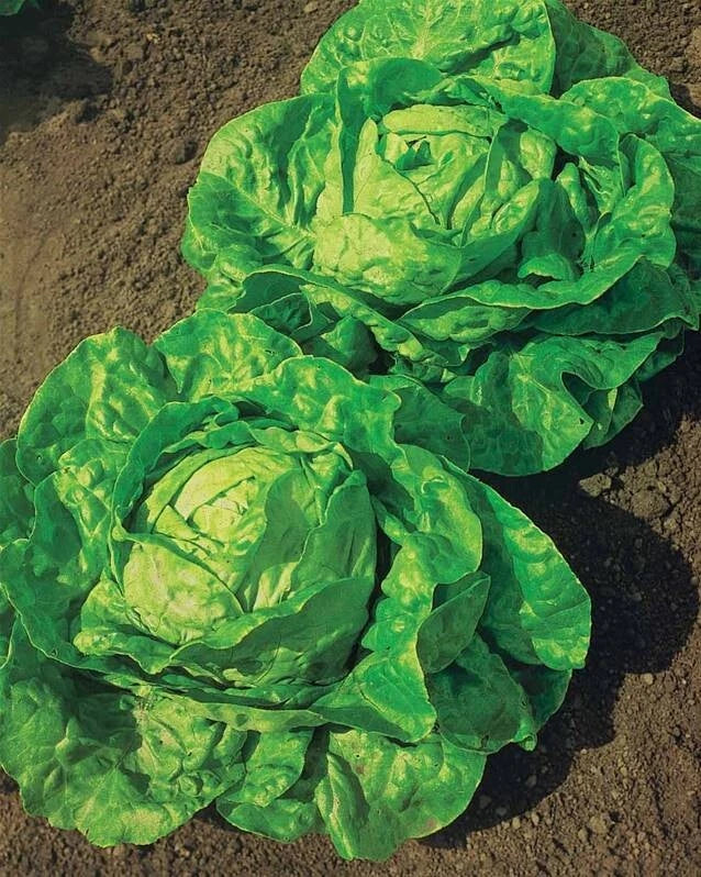 🥬 Laitue 'Grosse Blonde Paresseuse' - Sachet de 250 Graines