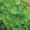 400 Graines PERSIL COMMUN Plat Aromatique Très Productif Bi-Annuel Essentiel