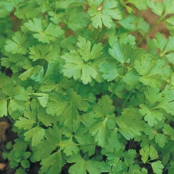 400 Graines PERSIL COMMUN Plat Aromatique Très Productif Bi-Annuel Essentiel