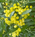Mimosa des 4 Saisons Acacia retinodes | 10 Graines | Fleur toute l'Année | Résistant