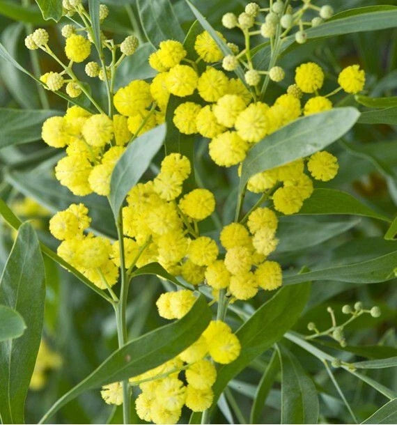 Mimosa des 4 Saisons Acacia retinodes | 10 Graines | Fleur toute l'Année | Résistant
