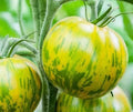 Tomate Green Zebra 20 Graines | Ancienne Saveur Acide-Sucrée Zébrée