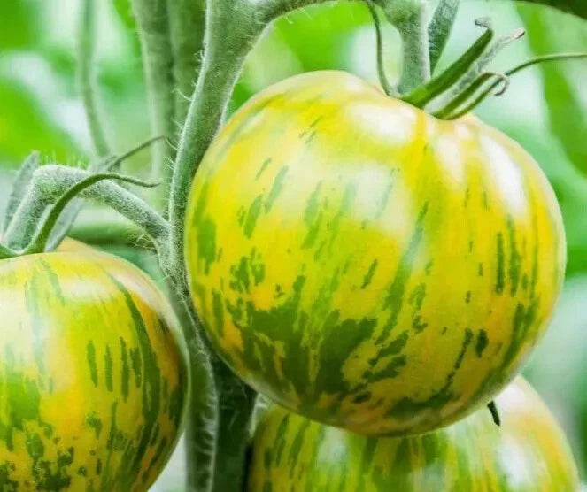 Tomate Green Zebra 20 Graines | Ancienne Saveur Acide-Sucrée Zébrée