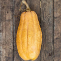 COURGE VIOLINA 7 Graines BUTTERNUT