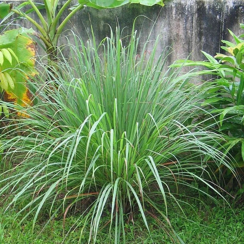 Citronelle de madagascar 100 Graines