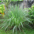 Citronelle de madagascar 100 Graines