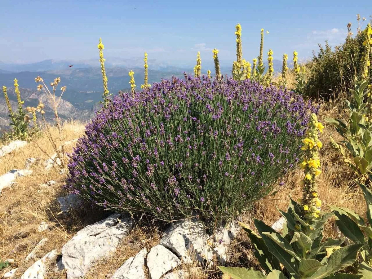 100 Graines de LAVANDE VRAIE Officinale Fines Arbuste Parfumé Plante Médicinale