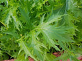 200 GRAINES - Salade MIZUNA Chou Japonais - Feuille Découpée - Culture Rapide -