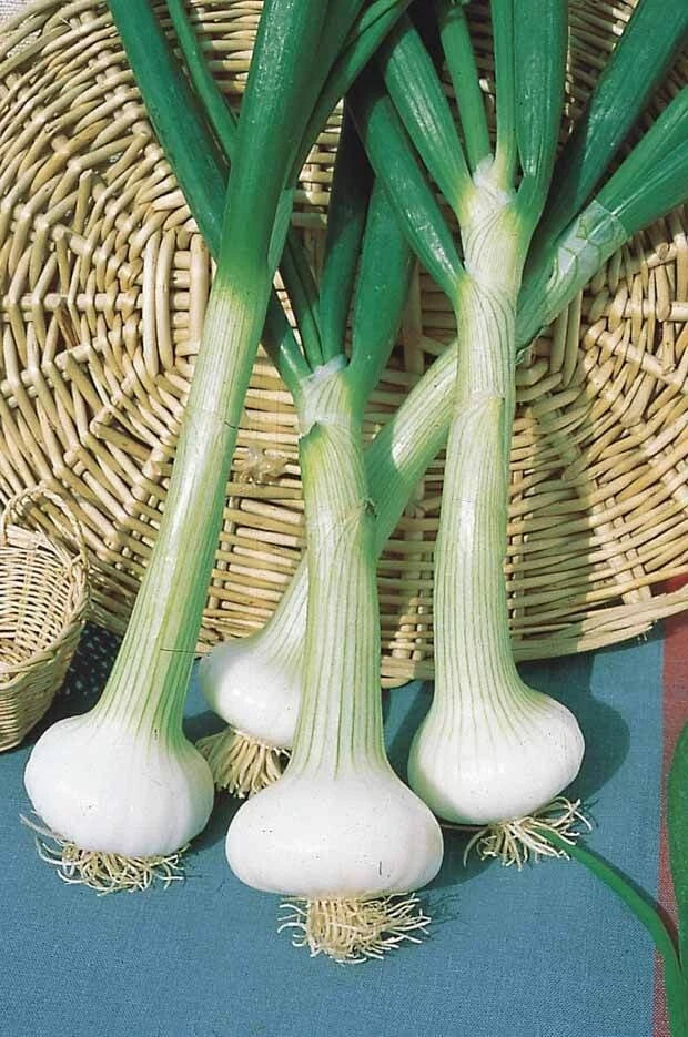 100 Graines OIGNON BLANC HÂTIF de Paris - Semences Potagères Précoces
