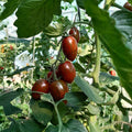 Tomate F1 Shimmer 5 Graines | Ovale Bicolore Zébrée Hybride Précoce