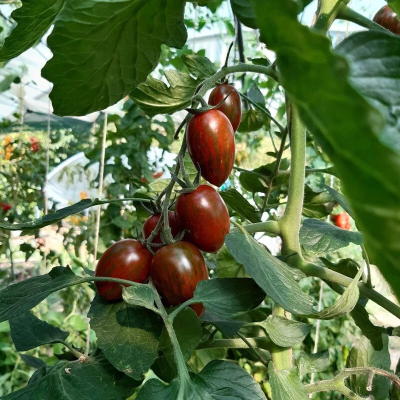 Tomate F1 Shimmer 5 Graines | Ovale Bicolore Zébrée Hybride Précoce