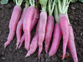 100 GRAINES - Radis Long 'ROSE DE PÂQUES 3' - Croquant & Doux - Culture Rapide