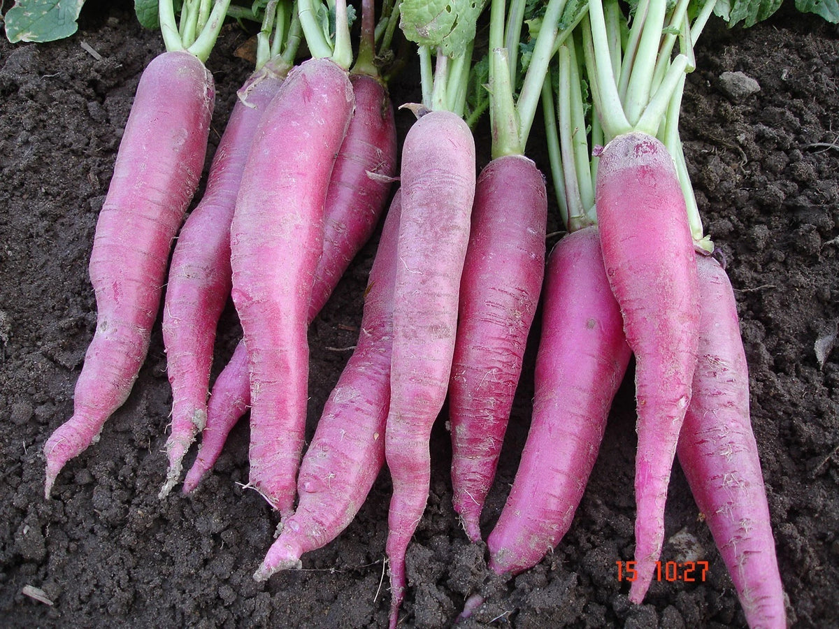 100 GRAINES - Radis Long 'ROSE DE PÂQUES 3' - Croquant & Doux - Culture Rapide