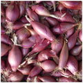 Oignon Rouge de Provence Simiane 100 Graines | Bulbe Doux Conservation