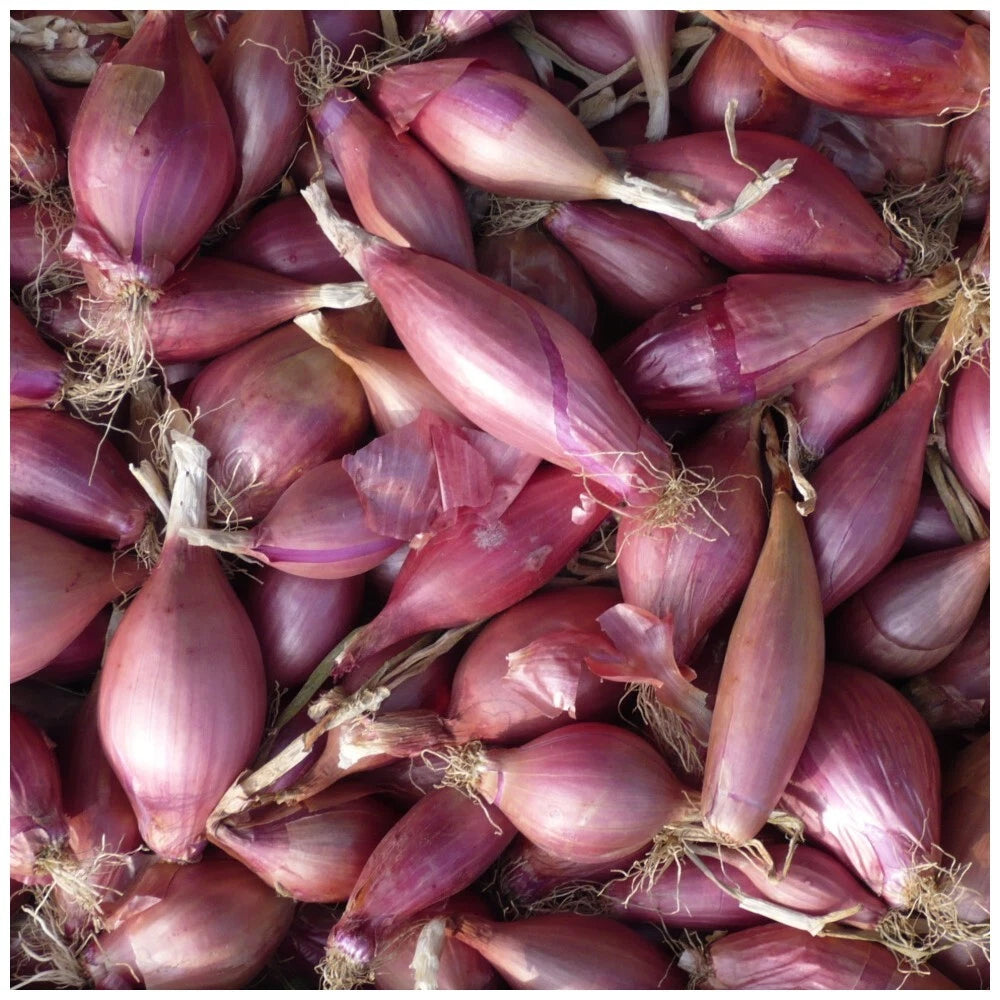 Oignon Rouge de Provence Simiane 100 Graines | Bulbe Doux Conservation