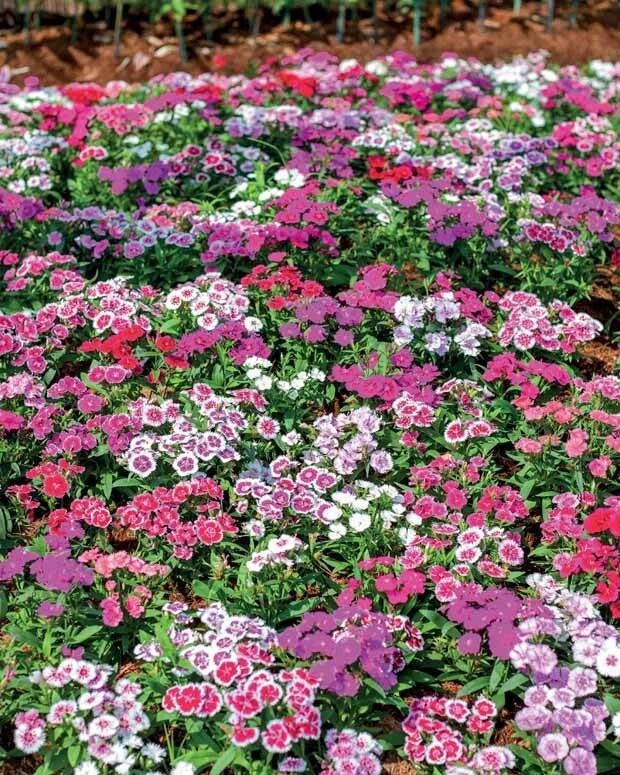 Oeillet de Poète Simple Mix 40 Graines | Dianthus Rustique Fleurs Variées
