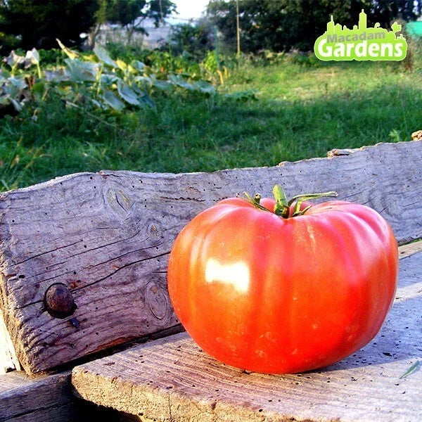 20 GRAINES - Tomate 'SAINTE LUCIE' - Variété Ancienne & Productive - Mi-saison