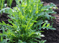 250 Graines ROQUETTE CULTIVÉE Eruca Sativa Saveur Poivrée Récolte Rapide Salade