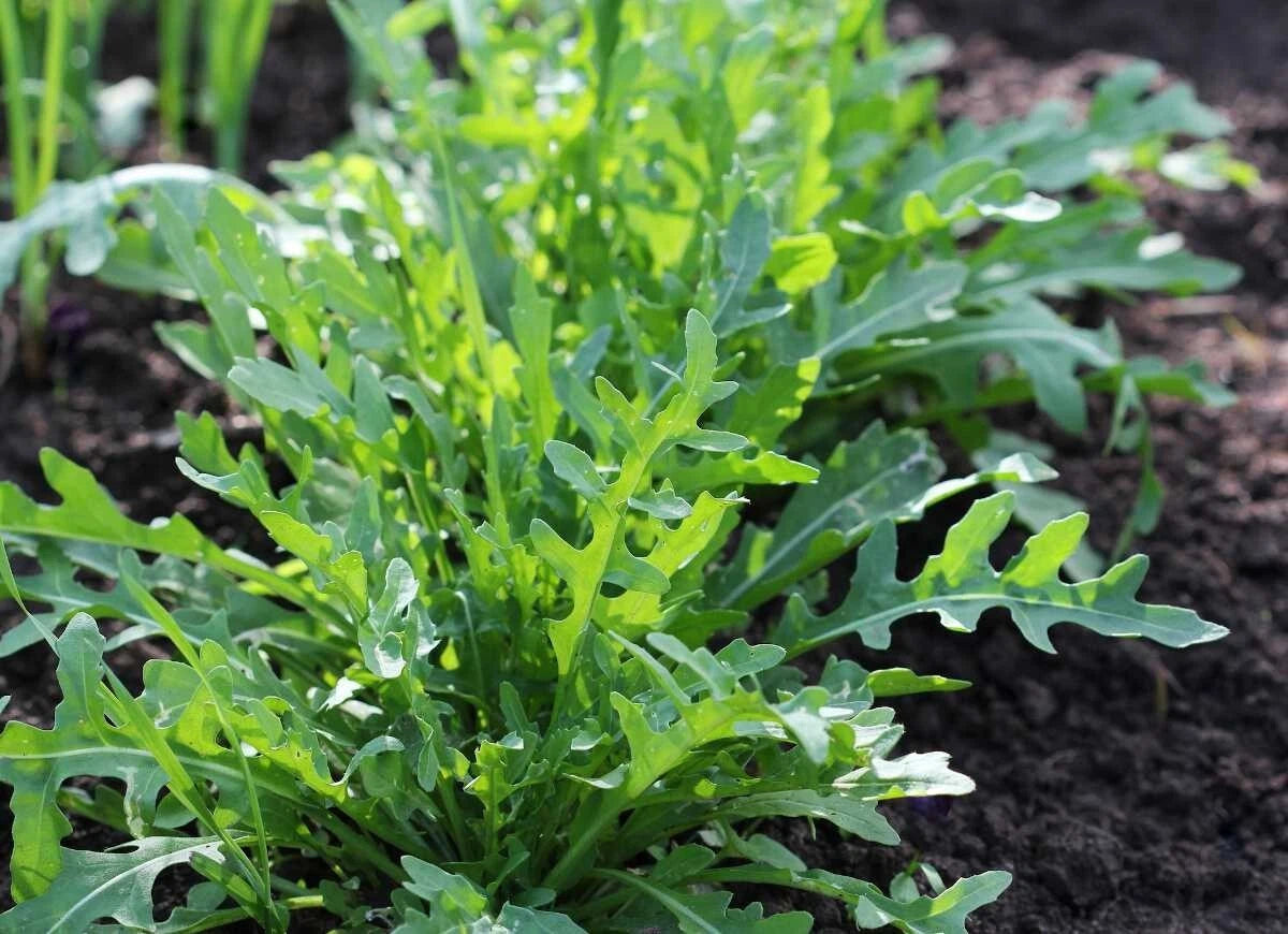 250 Graines ROQUETTE CULTIVÉE Eruca Sativa Saveur Poivrée Récolte Rapide Salade