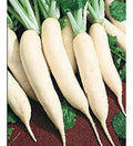 200 GRAINES - Navet de CROISSY - Demi-Long Blanc - Très Précoce - Saveur Fine