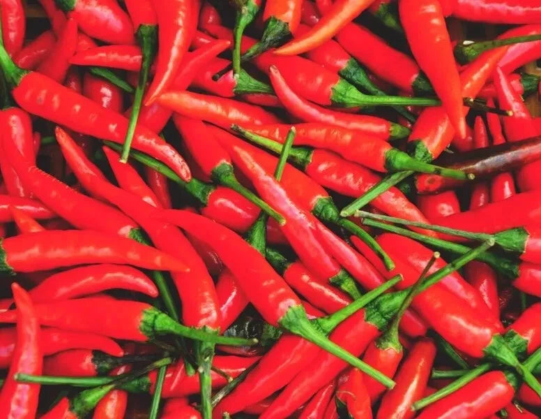 10 Graines PIMENT OISEAU Capsicum Frutescens Force 9/10 Très Piquant Petit Fruit
