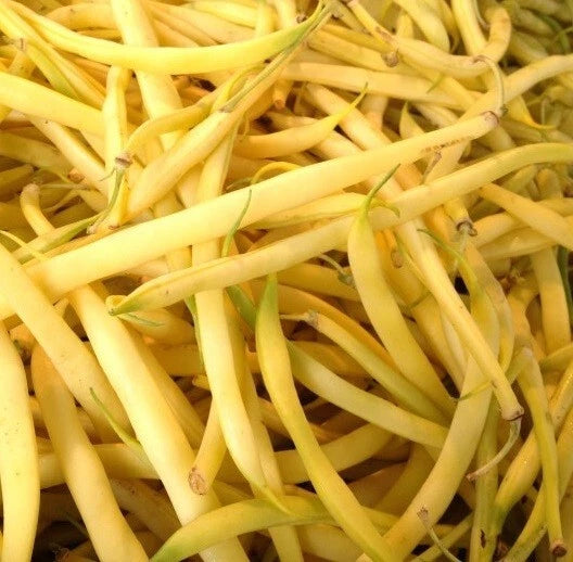 Haricot Nain Beurre Goussedor 50 Graines | Jaune Sans Fil Très Productif