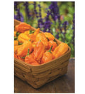 10 GRAINES - Piment Hybride F1 'BURPEE'S TARANTELLA' - Très Productif - Longs