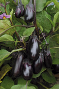 5 GRAINES Aubergine Hybride F1 PATIO BABY - Culture Balcon/Terasse & Mini Fruits