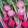 💖 Betterave Rouge de Chioggia 100 Graines Anciennes Bicolore 💖