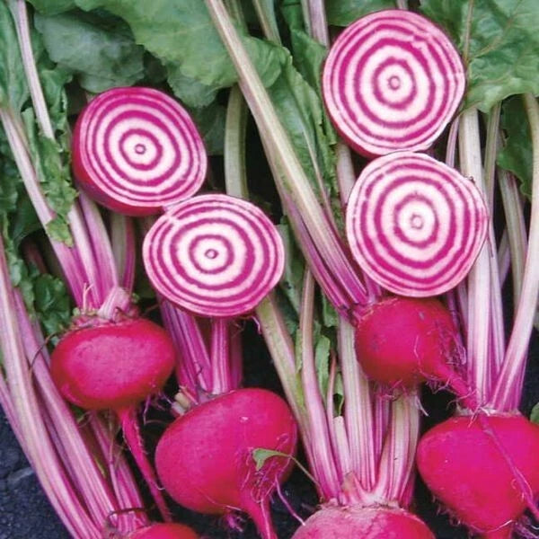 💖 Betterave Rouge de Chioggia 100 Graines Anciennes Bicolore 💖