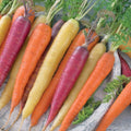 300 Graines CAROTTE En Mélange Couleurs Variées Goût Sucré Récolte Étalée Potage