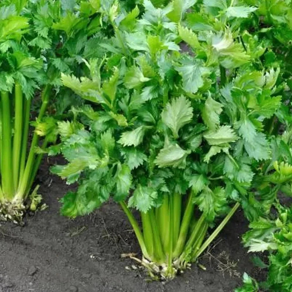 250 Graines CÉLERI BRANCHE D'ELNE Côtes Vertes Très Aromatiques Feuillage Abondance