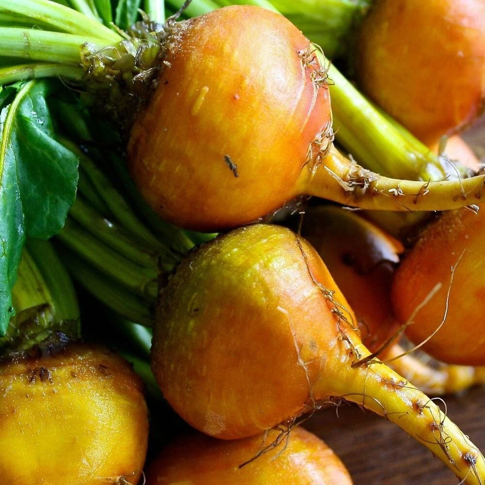 50 Graines BETTERAVE BURPEE'S GOLDEN Racine Jaune Sucrée Sans Tache Plante Ancienne