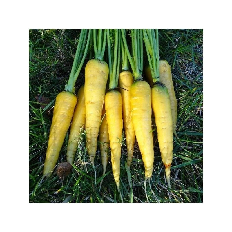 400 GRAINES Carotte JAUNE Obtuse Du Doubs - Variété Ancienne & Couleur Vive