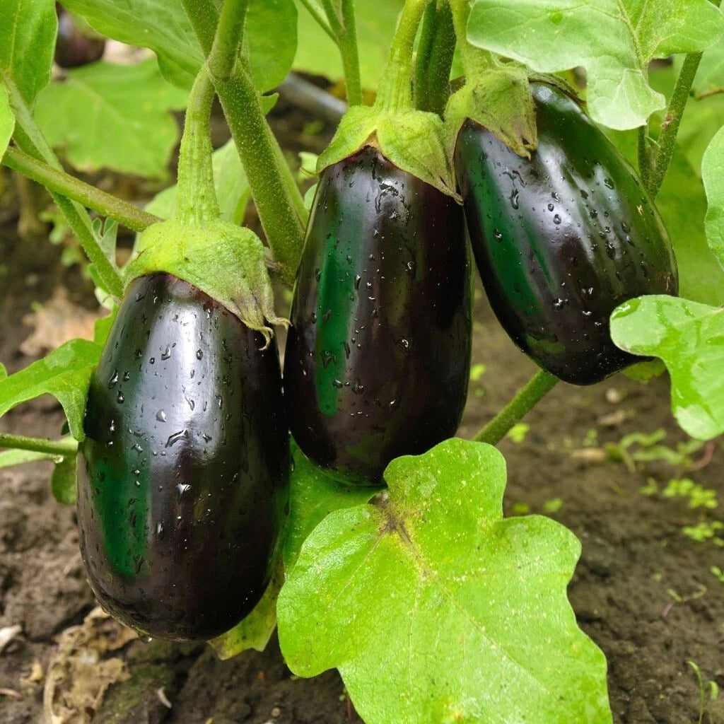 🍆 Aubergine Bonica F1 Hybride 15 Graines Légumes Précoces Potager 🍆