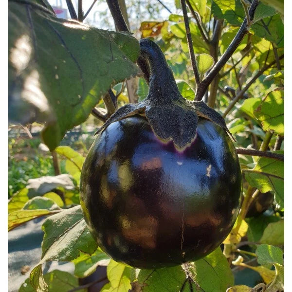 30 GRAINES - Aubergine RONDE de VALENCE - Variété Ancienne - Gros Fruit Rond