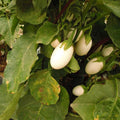 30 GRAINES - Aubergine BLANCHE RONDE à ŒUF - Fruits Décoratifs & Comestibles