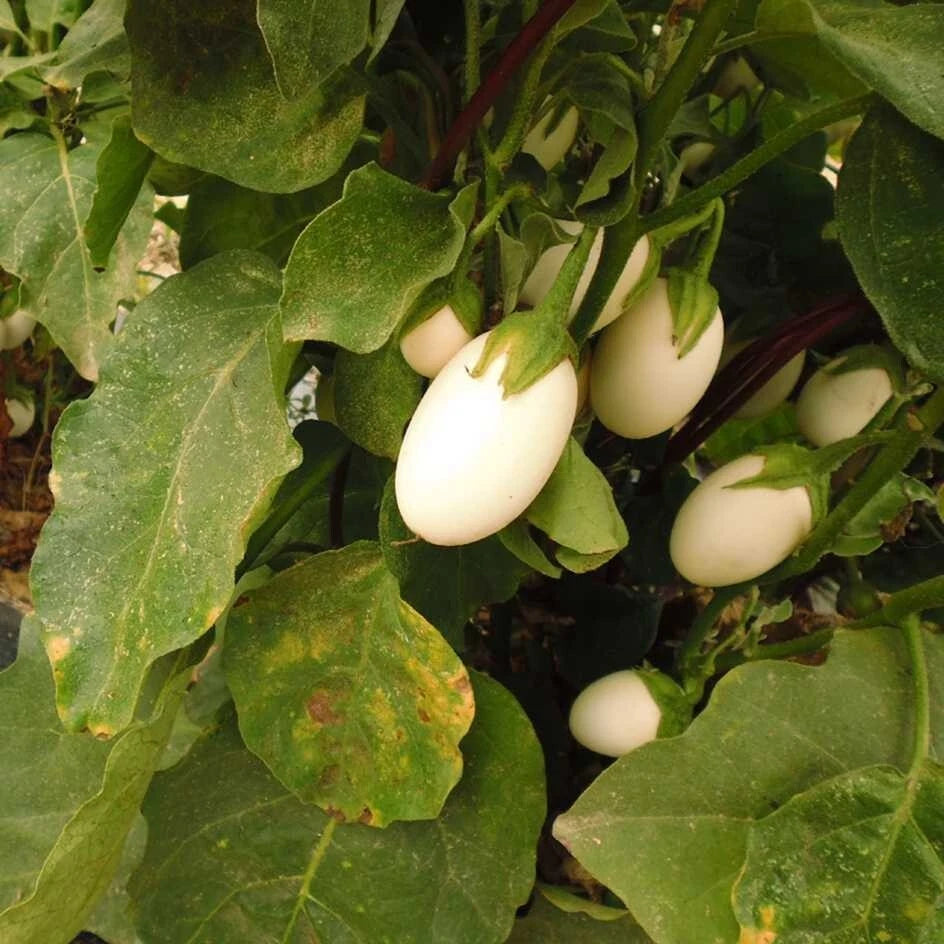 30 GRAINES - Aubergine BLANCHE RONDE à ŒUF - Fruits Décoratifs & Comestibles