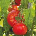 50 GRAINES - Tomate 'MERVEILLE des MARCHÉS' - Grosse Variété Ancienne