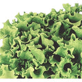 300 GRAINES - Laitue 'GENTILINA' - Feuille Frisée & Croquante - Texture Délicate