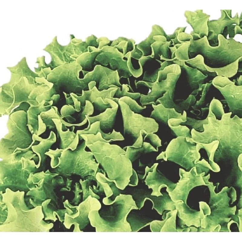300 GRAINES - Laitue 'GENTILINA' - Feuille Frisée & Croquante - Texture Délicate