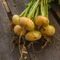 200 GRAINES - Navet 'PETROWSKI' - Précoce - Racine Jaune Ronde - Saveur Douce