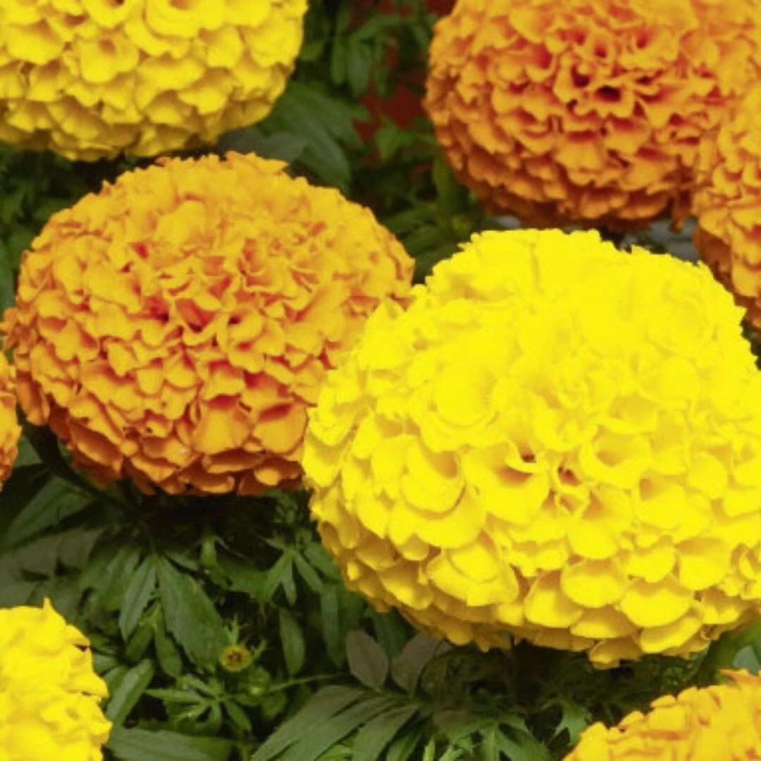 15 Graines ROSE D'INDE Double Grande Variée Fleurs Éclatantes Très Florifère
