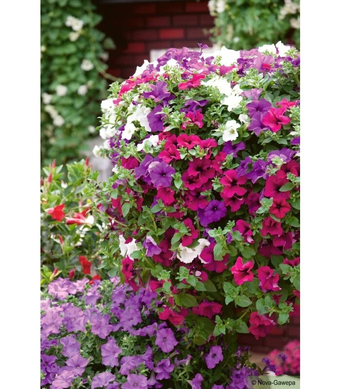🌸 Pétunia Pendula Varié Retombant 10 Graines Fleurs Estivales Suspension 🌸