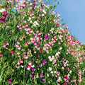 20 GRAINES - POIS VIVACE en Bouquet Varié - Lathyrus latifolius - Grande VIGUEUR