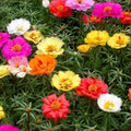Pourpier double a grande fleur varié 50 Graines