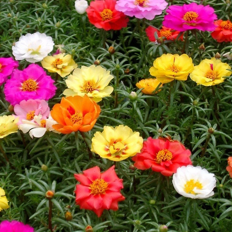 Pourpier double a grande fleur varié 50 Graines